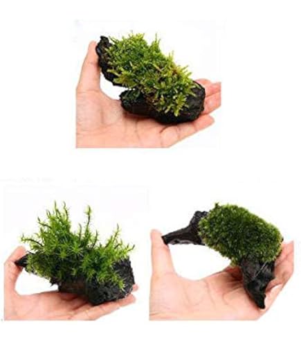 Amazon.co.jp: 【charm】（観葉植物）テラリウム向け ミニ