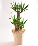 青年の木 ユッカ 7号鉢 インテリアバスケット 観葉植物 グリーン
