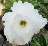 40 Fresh seedsアデニウム アラビカム オベスム 砂漠のバラ種子(40粒)塊根植物種子Adenium obesum Desert Roses seeds no436-TRIPLE-WHIT