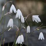 秋咲きスノーフレーク