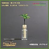 【ミニチュア観葉植物】「ピコツリー　ナギの木」コスメ感覚ミニボトル「コスメリーフ　4月誕生石色　ダイヤモンド」付き　【土なし　清潔　水やり簡単　セラハイト】　　「NHK大河ドラマ　女城主　直虎」で「愛