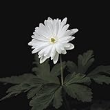 【山野草】菊咲イチゲ「雪の精」