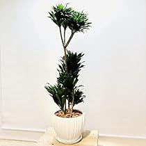 Amazon Co Jp おしゃれ 観葉植物 ドラセナ コンパクタ 陶器鉢 受皿付 バークチップ 大型ヤマト便配送 ホーム キッチン