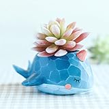 Non-brand クジラの形の花の鍋Sedumのサボテン多量のハーブのプランターベッドのトラフボックスルームテーブルの装飾