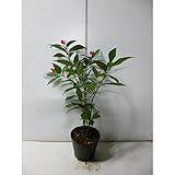 センリョウ 樹高0.4m前後 15cmポット 千両 せんりょう 苗木 植木 苗 庭木 生け垣