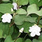 八重咲きドクダミ