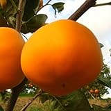 甘柿 苗木 甘秋（かんしゅう）柿 12cmポット苗（PVP） あまがき苗