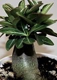 Adenium arabicum Black Knight - Desert Rose Black Knight - 3 seeds