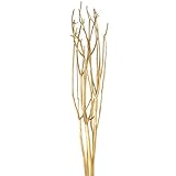 大地農園 ドライフラワー 三又100cM(5本入り) DO052371-902