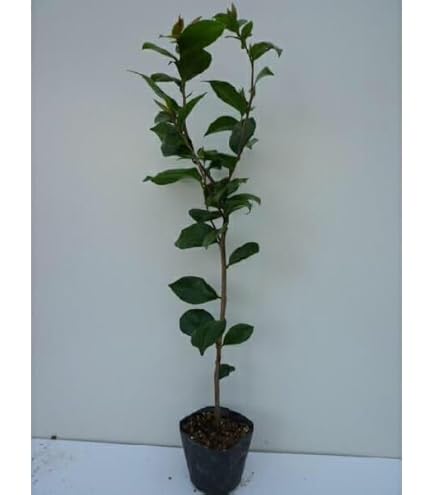 Amazon.co.jp: 苗/苗木 ヤブツバキ 樹高1.0m前後 15cmポット ツバキ 椿