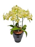 胡蝶蘭 カーリー 3本立ち （こちょうらん） 胡蝶蘭 生花 造花 ギフト 光触媒 髪飾り 産地直送