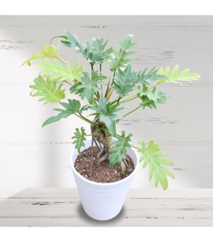 Amazon.co.jp: フィロデンドロン セローム 6号鉢サイズ 手渡し可 : DIY