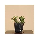 苗：オロシマ笹