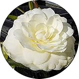 椿 苗木 かぎろひ 16.5cmポット苗 4年生苗 かげろう ツバキ 苗 つばき