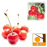 サクランボ2種セット：佐藤錦・ナポレオン接木1年苗[受粉セット][苗木]