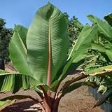 Ensete glaucum - Snow Banana - 5 seeds