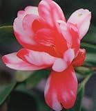 八重 孔雀椿 12cmポット 1本