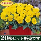 ビオラ フローラルパワー イエローサンライズ 10.5cmサイズ大ポット 20ポットセット *お届け地域によっては別途差額送料が発生する場合が有ります。 パンジー ビオラ すみれ 苗 寄せ植え