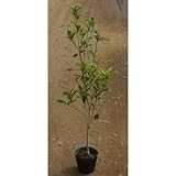 キンモクセイ 生垣用 5本セット 5号ポット