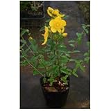 Amazon ヒペリカム ヒデコート 10ポットセット 常緑 苗木 花木 生垣 タイリンキンシバイ 植木