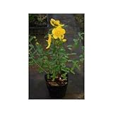 ヒペリカム・ヒドコート (大輪金糸梅) 5号ポット