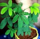 20 seeds/pack Flower Seed balcony mimosa pudica seeds potted foliage plants predict earthquakes Fun 