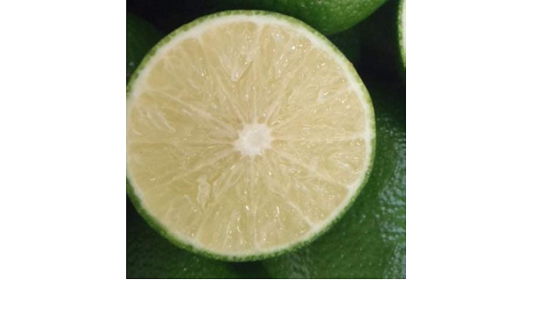 Amazon へべす 苗木 平兵衛 酢 2年生 接ぎ木大苗 果物