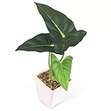タロ 光触媒 人工観葉植物 インテリア グリーン 陶器ポット入り taro ハイグレード 23.5cm