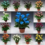 100pcs calla seeds, mixed color bonsai flower seeds home gardening