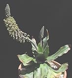 Ledebouria revoluta - Common squill - 10 seeds