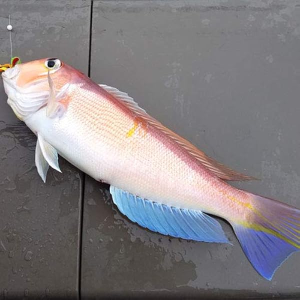 Amazon.co.jp: 魚水島 新潟産 天然 甘鯛 アマダイ（グジ）700