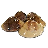 天然の活ハマグリ 地ハマグリ 蛤 特大サイズ 約100 1g 海鮮 バーベキュー 約1kg 7 10個 築地直送 千葉 他 q 出汁の旨味が違う はまぐり 地ハマ1k 1ページ gランキング 天然の活ハマグリ 地ハマグリ 蛤 特大サイズ 約100 1g 海鮮 バーベキュー 約1kg 7 10個 築地直送 千葉 他 q 出汁の旨味が違う はまぐり 地ハマ1k 1ページ gランキング