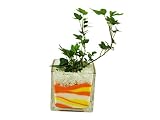 花市場直送便 アイビー(カラーサンド植え) ブロックL 黄色/オレンジ