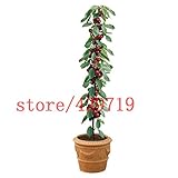 20 BONSAI cherry seeds Sweet Sylvia Upright Cherry (Prunus avium) Self-fertile Dwarf Tree SEEDS