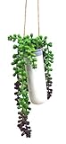 萩原 人工観葉植物 「ポルム」 約42cm 光触媒加工 ハンギングプランター 159019700