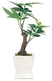 光触媒 加工 インテリア グリーン パキラ MG