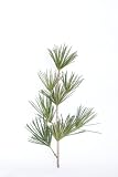 花木屋 高野槇（こうやまき・コウヤマキ)の切り枝 60cm 仏花 供花 墓花 盆 正月 彼岸 花材 緑