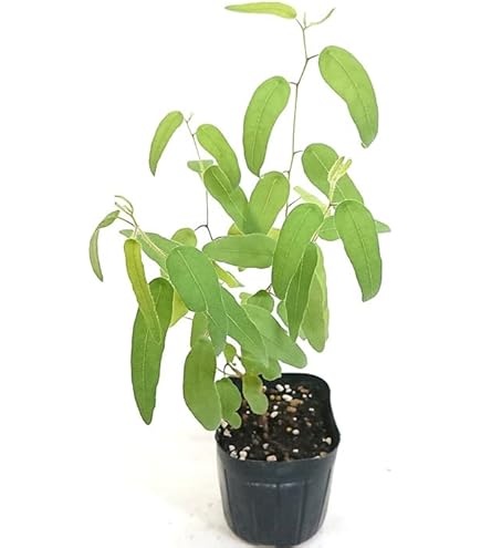 Amazon | ノーブランド品 ユーカリ ポポラス 3号 2ポットセット | 植木