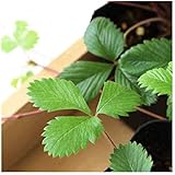 （観葉植物）ハーブ苗 ワイルドストロベリー ３号（１ポット） 家庭菜園 北海道冬季発送不可