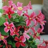 花付き抜群！ 切花にも最適！ クレマチス‘インスピレーション’ 苗　１株