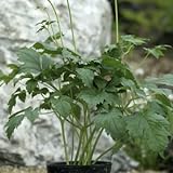 青軸レンゲショウマ