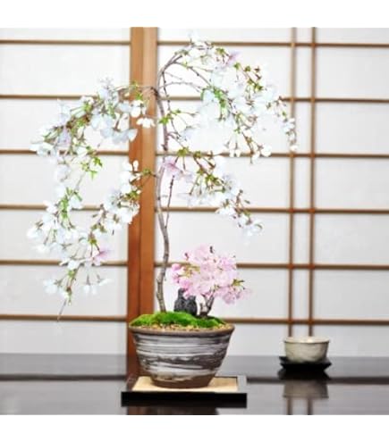 Amazon.co.jp: 折り鶴盆栽しだれ桜盆栽 : DIY・工具・ガーデン