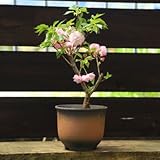 豪華な八重桜盆栽:紅華桜(こうかざくら)