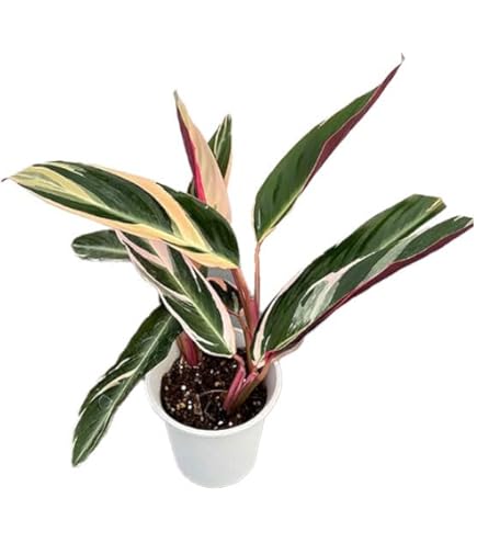 Amazon｜人気 観葉 カラテア ストロマンテトリオスター 斑入り