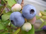 ブルーベリー 苗 コビル ノーザンハイブッシュ系2年生苗 blueberry