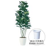 エフプランター 人工観葉植物-カシワバゴム-160-8号鉢-懸崖鉢