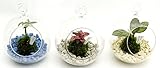 極ミニ苔玉ガラスボール入り3点セット