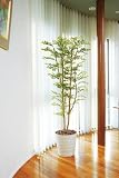 光触媒観葉植物　ゴールデンリーフ1.8 155A350