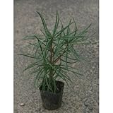 コウヤマキ苗 (こうやまき高野槙) 3号ポット