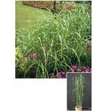 オンリーワン　植栽・個性派植物　ススキ・タカノハススキ　KJ3-L018